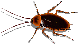 kakkerlak-bewegende-animatie-0010