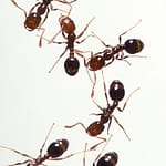 mieren