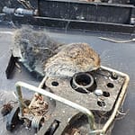 Rat in val